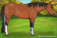 Horse Color:Bay Tobiano 