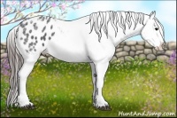 Horse Color:Black Ice Splash Frame Appaloosa 