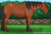 Horse Color:Bay Roan 