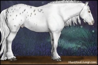 Horse Color:White Spotted Silver Black Chinchilla Appaloosa