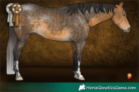 Horse Color:Buckskin Rabicano and Buckskin Rabicano