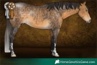 Horse Color:Buckskin Rabicano  and Buckskin Rabicano 