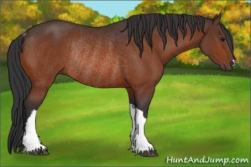 Horse Color:Bay Rabicano 