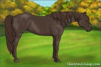 Horse Color:Liver Chestnut Rabicano 