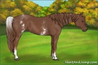 Horse Color:White Spotted Chestnut 