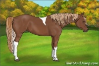 Horse Color:Chestnut Tobiano
