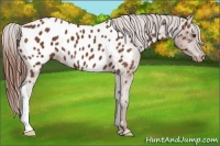 Horse Color:Chestnut Appaloosa 