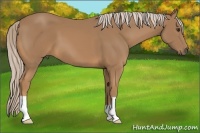 Horse Color:Palomino