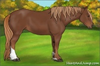 Horse Color:Chestnut Tobiano