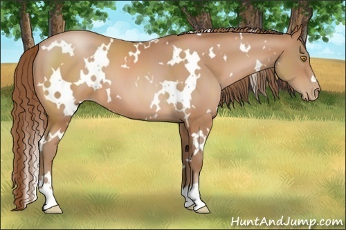 Horse Color:White Spotted Bay Pearl