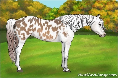 Horse Color:Bay Dun Appaloosa 