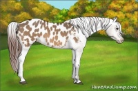 Horse Color:Bay Dun Appaloosa 