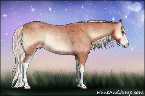 Horse Color:Silver Bay Roan Onyx Sabino Rabicano 