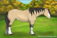 Horse Color:Buckskin Roan Dun Splash 