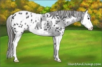 Horse Color:White Spotted Black Splash Appaloosa
