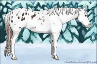 Horse Color:White Spotted Brown Appaloosa