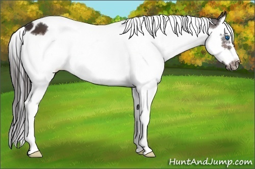 Horse Color:White Spotted Bay Splash Tobiano Frame Appaloosa