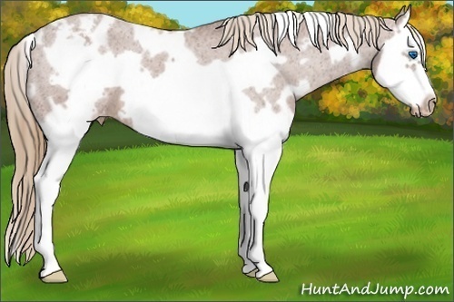 Horse Color:White Spotted Chestnut Splash Frame Snowcap 