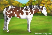 Horse Color:White Spotted Bay Splash