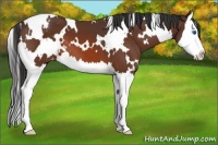 Horse Color:White Spotted Bay Splash Appaloosa