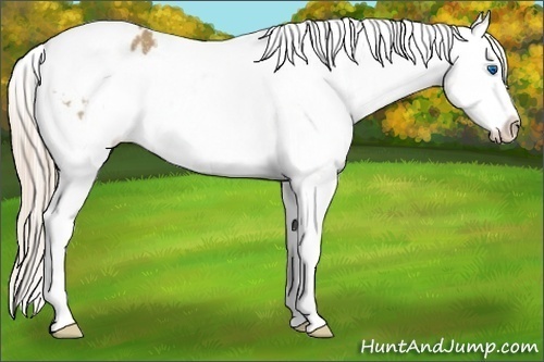 Horse Color:White Spotted Palomino Splash Appaloosa