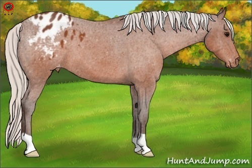 Horse Color:Silver Brown Appaloosa