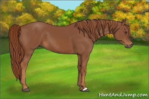 Horse Color:Chestnut 
