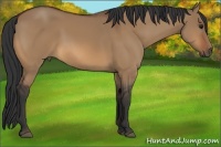 Horse Color:Bay Dun