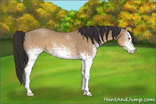 Horse Color:White Spotted Sable Champagne 
