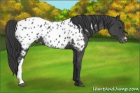 Horse Color:Black Near Leopard 