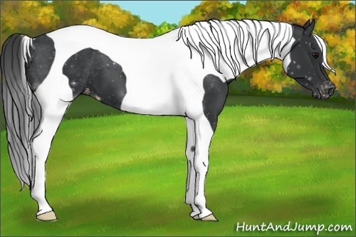 Horse Color:Black Tobiano Varnish 