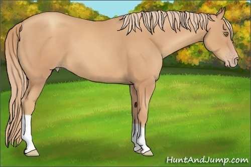 Horse Color:Gold Champagne 