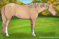 Horse Color:Gold Champagne 