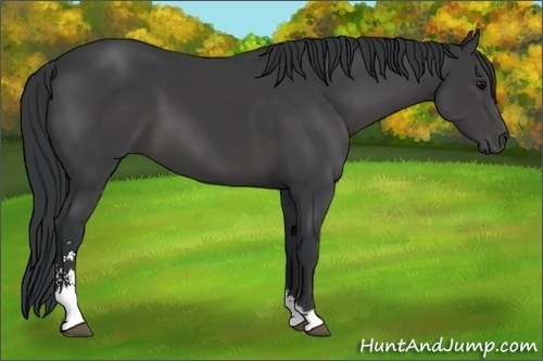 Horse Color:Black Sabino 