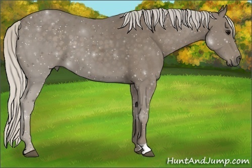 Horse Color:Silver Smoky Black 