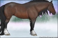 Horse Color:Bay Roan Sabino 