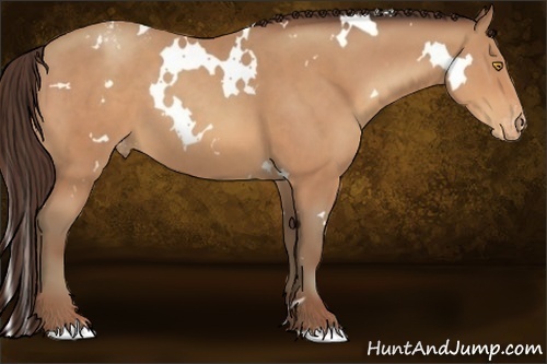 Horse Color:White Spotted Amber Champagne Varnish 