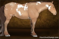 Horse Color:White Spotted Amber Champagne Appaloosa