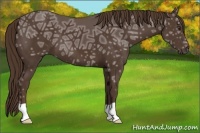 Horse Color:Liver Chestnut Ice