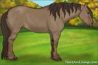 Horse Color:Liver Red Dun Rabicano