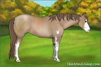 Horse Color:Black Pearl Sabino 