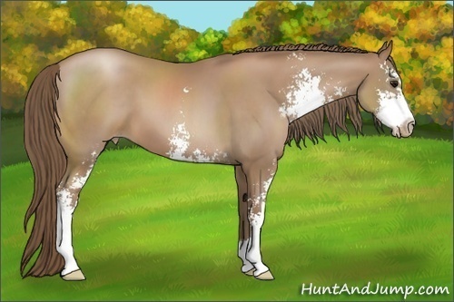Horse Color:Black Pearl Sabino 