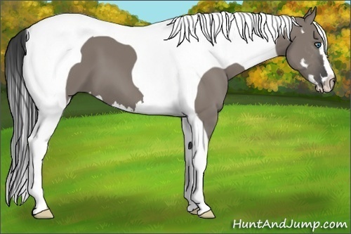 Horse Color:Grullo Splash Tobiano Frame