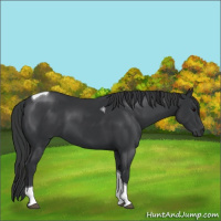 Horse Color:Black Tobiano 