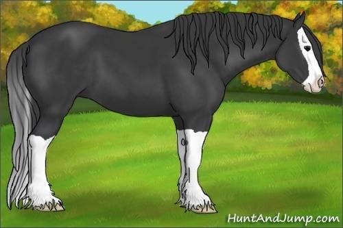 Horse Color:Black Splash