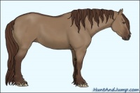 Horse Color:Liver Red Dun Frame
