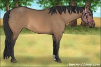 Horse Color:Bay Dun