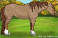 Horse Color:Red Dun 