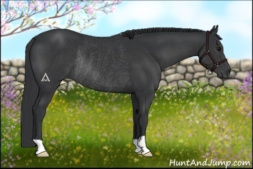 Horse Color:Black Rabicano 