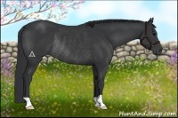 Horse Color:Black Rabicano 